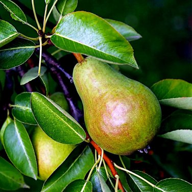 European Pear Tree Seed Pyrus Communis Fast Flower Garden