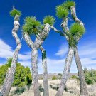 Joshua Tree Seed Largest Yucca Cactus Cacti Succulent Palm Flower