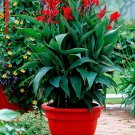 Red Canna Lily Indica Seed Indian Shot Arrowroot Flowers Attracts Hummingbirds