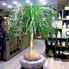 1000 Ponytail Palm Tree Seed Beaucarnea Recurvata Elephant Foot House