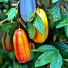 10 Banana Passion Seed Passiflora Mollissima Fast Flower Vine