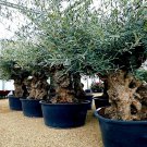 10 Canino Olive Tree Seed Olea Europaea European Common Edible