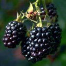 20 Blackberry Bush Seed Rubus Allegheniensis Garden