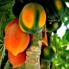 20 Caribbean Red Carica Papaya Tree Seed Large Melons Indoor