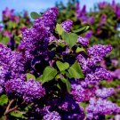 20 Common Lilac Purple Flower Tree Seed Fragrant Perennial Garden