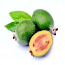 20 Pineapple Guava Tree Seed Brazilian Fig Guava Tropical Flower
