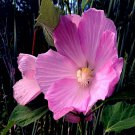 20 Pink Swamp Mallow Rose Seed Large Flower Hibiscus Fast Garden