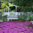20000 Creeping Thyme Seed Thymus Serphyllum Dwarf Groundcover Herb Flowers
