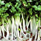 4 Oz 4 Part Organic Sprouting Seed Mix Alfalfacloverbroccoliradish Superfood