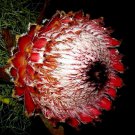 5 Giant Queen Protea Magnifica Seed Woolly Beard Garden Flower