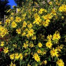 Giant Tall Sunflower Seed Helianthus Giganteus Non Gmo 3 Garden