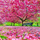 Japanese Sakura Cherry Blossom Tree Seed Prunus Sargentii Flower