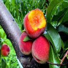 Peach Tree Seed Dwarf Loring Nemaguard Prunus Persica Fast