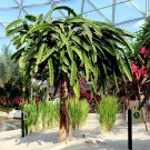 White Dragon Tree Seed H. Undatus Pitahaya Strawberry Pear Cactus Vine
