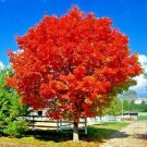Red Sunset Japanese Maple Acer Rubrum Tree Seed Landscaping Or