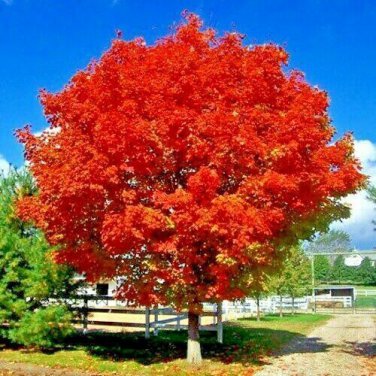 Red Sunset Japanese Maple Acer Rubrum Tree Seed Landscaping Or