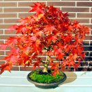 Red Sunset Maple Seed Acer Rubrum Landscaping