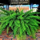 10 Asparagus Foxtail Fern Seed Myers House Tropical Flower Garden