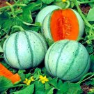 10 Charentais Melon Cantaloupe Seed Non Gmo Organic Garden Hybrid