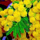 10 Golden Mimosa Tree Seed Acacia Baileyana Yellow Wattle Flower Fast Growing