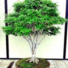10 Japanese Grey Bark Elm Zelkova Serrata Tree Seed Very Fast Growing