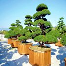 10 Japanese Spreading Yew Taxus Cuspidata Tree Seed Or Landscaping