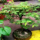 10 Tamarind Tree Seed Tamarindus Indica Tropical Flower