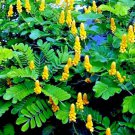20 Candle Bush Seed Cassia Alata Senna Tree Flowers Attract Butterflies