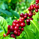 20 Coffea Arabica Seed Tropical Exotic Coffee Bean Indoor House Tree