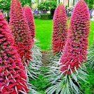 20 Tower Of Jewels Echium Wildpretii Red Hummingbird Flower Garden Seed