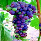 20 Wine Grape Seed Vitis Vinifera Vine Tree Fast Garden