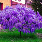 5 Chinese Blue Wisteria Sinensis Tree Seed Fast Climber Flower Vine