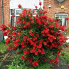 50 Crimson Bottlebrush Flower Tree House Garden Seed Callistemon Citrinus