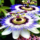 Blue Passion Flower Seed Climber Vine Hummingbirds & Butterflies