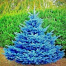 Colorado Blue Spruce Tree Seed Picea Pungens Glauca Cold