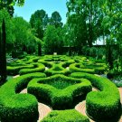 Common English Boxwood Tree Seed Buxus Sempervirens Landscaping Shrub