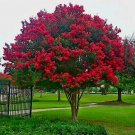 Crape Myrtle Tree Seed Crepe Lagerstroemia Indica Fast Lilac Flower