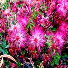 Pink Fairy Duster Tree Seed Mesquitella Eriophylla Flowering Mimosa