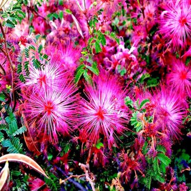 Pink Fairy Duster Tree Seed Mesquitella Eriophylla Flowering Mimosa