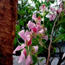 Pink Orchid Tree Seed Bauhinia Monandra Tropical Butterfly Flower
