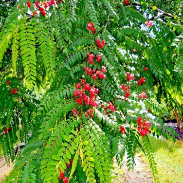 Red Shower Tree Seed Cassia Roxburghii Rose Cassia Flower