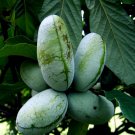 Stratified Paw Paw Tree Seed Asimina Triloba Indian Banana