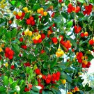 Strawberry Tree Seed Arbutus Unedo Garden Irish Killarney