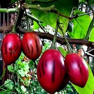 Tamarillo Tree Toma Seed Yields 60+Lbs Of Garden Fast Growing
