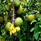 10 Bael Tree Seed Aegle Marmelos Bengal Quince Stone Apple