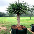 10 Dragon'S Blood Tree Seed Dracaena Draco Exotic Canary Island Palm