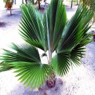 10 Fiji Fan Palm Tree Seed Pritchardia Pacifica Fast Growing Tropical