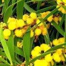 10 Formosan Koa Tree Seed Acacia Confusa Fast Growing Flowering Exotic