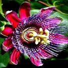 10 Giant Granadilla Seed Passiflora Quadrangularis Passion Flower