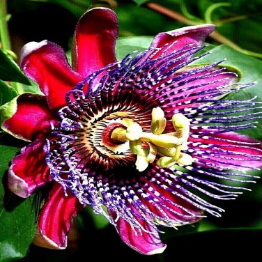 10 Giant Granadilla Seed Passiflora Quadrangularis Passion Flower
